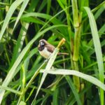 Javan Munia