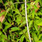 DSCN0029