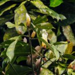 DSCN0052