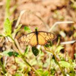 DSCN0584