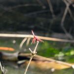 DSCN0651