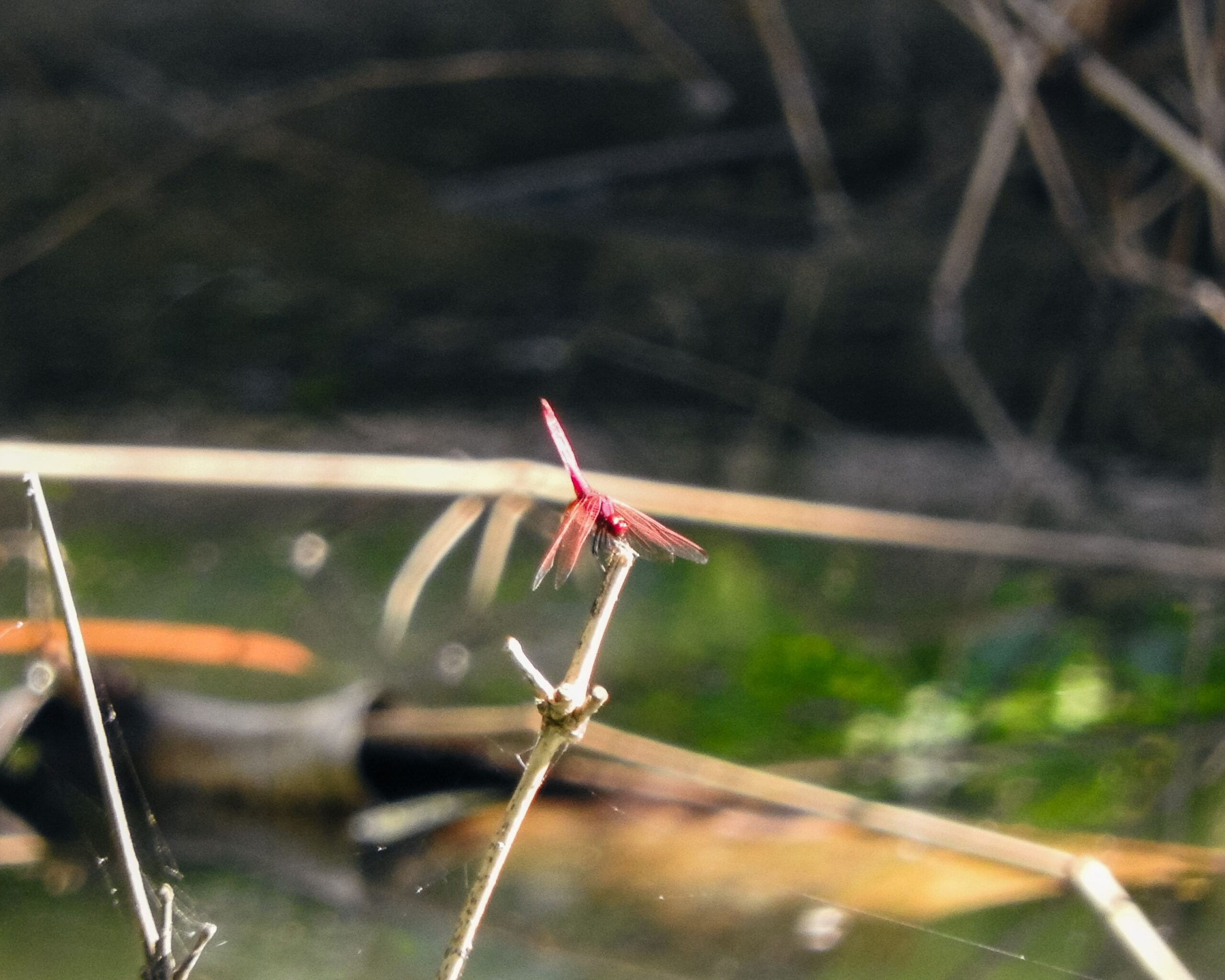 DSCN0651