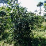 DSCN0729