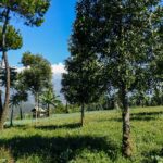 DSCN0737