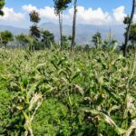 DSCN0744