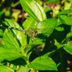 DSCN0979