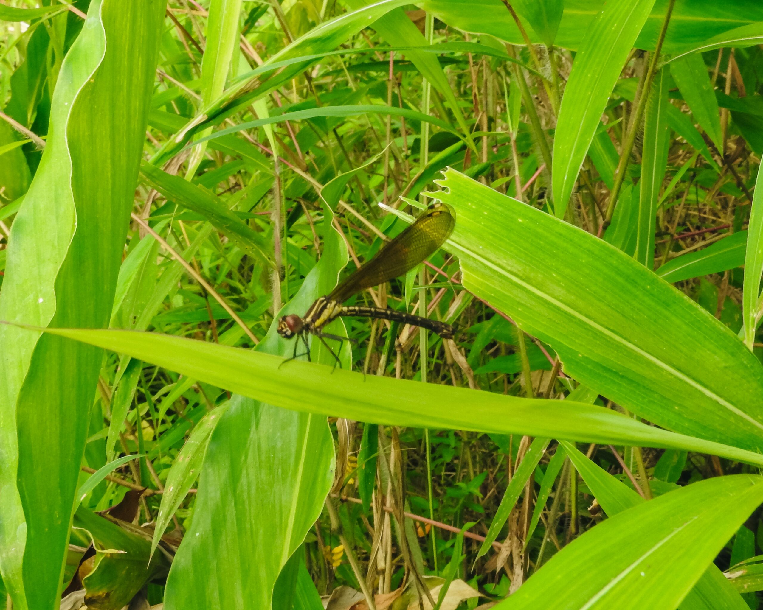 DSCN1042