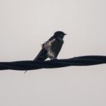 DSCN1044