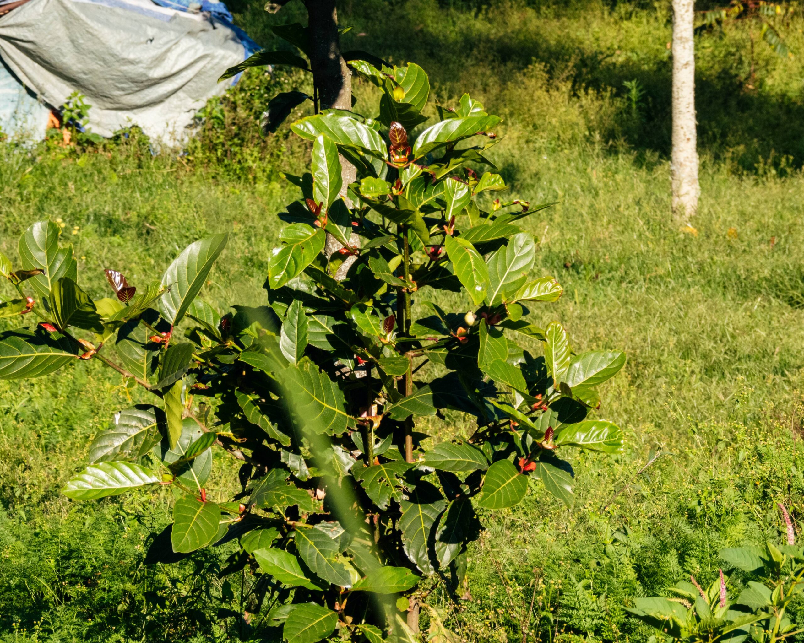 DSCN9879