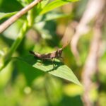 IMG_1780