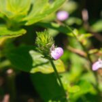 IMG_1781