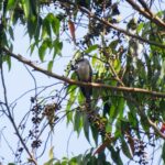 Plaintive Cuckoo